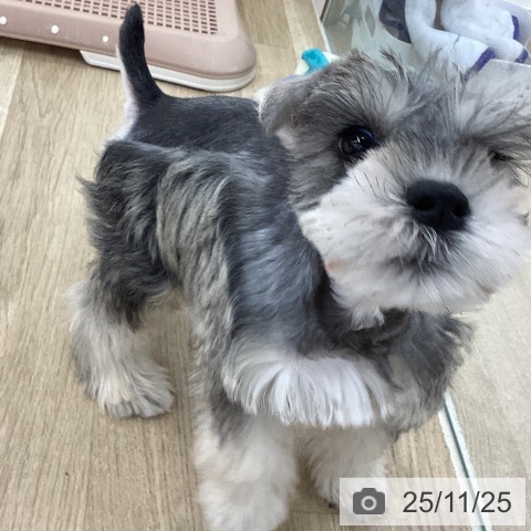 ミニチュア・シュナウザーの写真