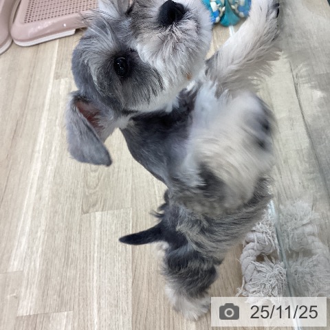 ミニチュア・シュナウザーの写真