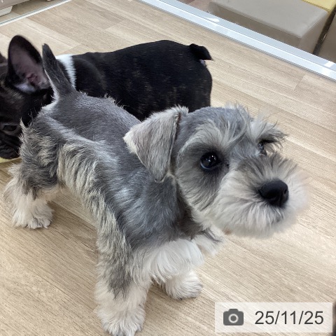 ミニチュア・シュナウザーの写真