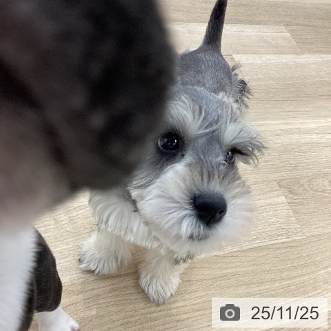 ミニチュア・シュナウザーの写真