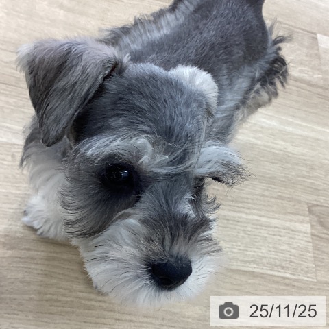 ミニチュア・シュナウザーの写真