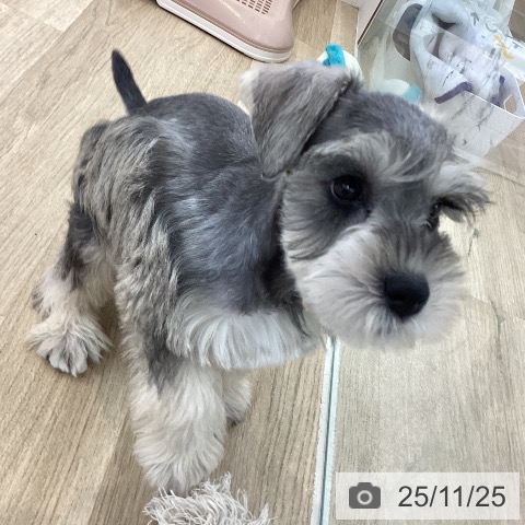 ミニチュア・シュナウザーの写真