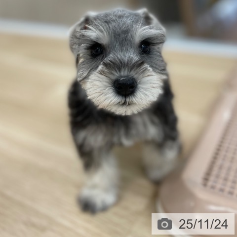 ミニチュア・シュナウザーの写真