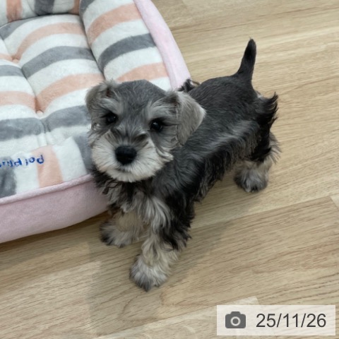 ミニチュア・シュナウザーの写真