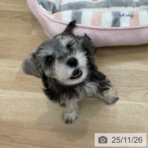 ミニチュア・シュナウザーの写真