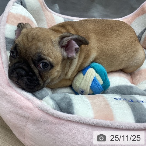 フレンチ・ブルドッグの写真