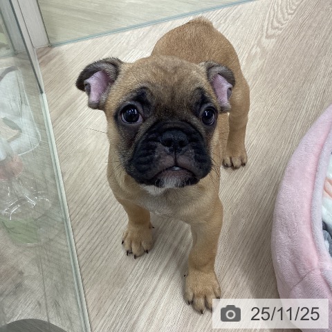 フレンチ・ブルドッグの写真