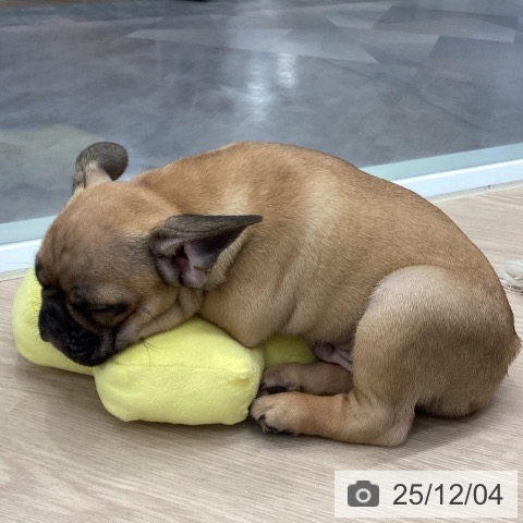 埼玉県のフレンチブルドッグ (ペットプラス 川口店/2025年9月25日生まれ/男の子/フォーン)の子犬の4枚目の画像