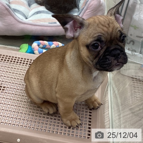 埼玉県のフレンチブルドッグ (ペットプラス 川口店/2025年9月25日生まれ/男の子/フォーン)の子犬の3枚目の画像
