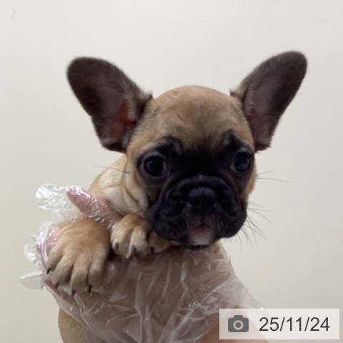 フレンチ・ブルドッグの写真