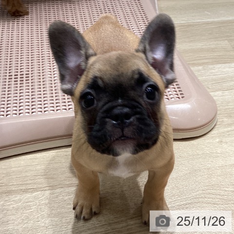 フレンチ・ブルドッグの写真