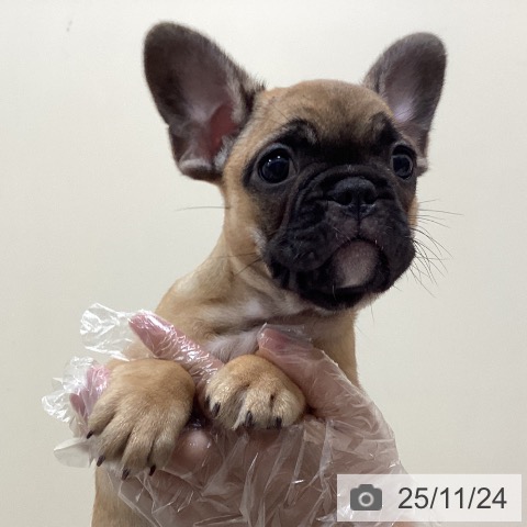 フレンチ・ブルドッグの写真