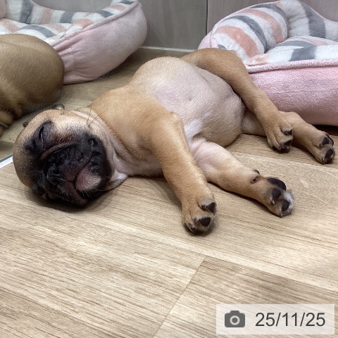 フレンチ・ブルドッグの写真