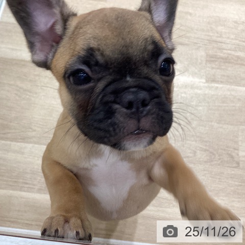 フレンチ・ブルドッグの写真
