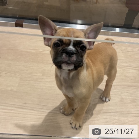 フレンチ・ブルドッグの写真