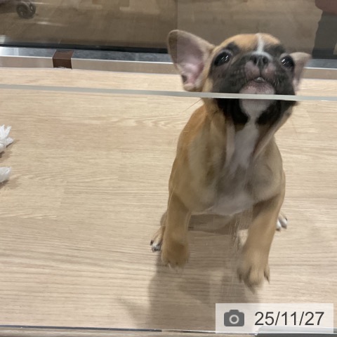 フレンチ・ブルドッグの写真