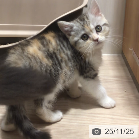 神奈川県のマンチカン (ペットプラス 川崎ルフロン店/2025年9月23日生まれ/女の子/シルバーパッチドタビーホワイト)の子猫の4枚目の画像