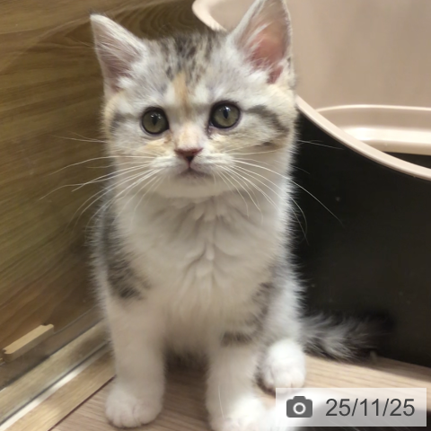 神奈川県のマンチカン (ペットプラス 川崎ルフロン店/2025年9月23日生まれ/女の子/シルバーパッチドタビーホワイト)の子猫の3枚目の画像