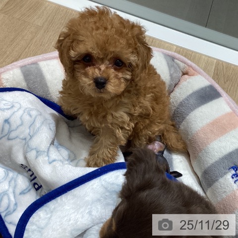 長野県のトイプードル(トイ) (ペットプラス 須坂店/2025年9月25日生まれ/男の子/アプリコット)の子犬の4枚目の画像