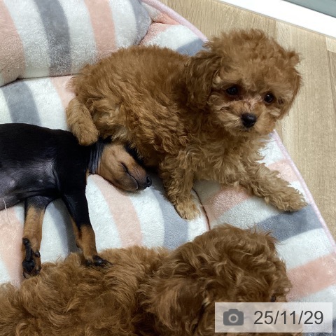 長野県のトイプードル(トイ) (ペットプラス 須坂店/2025年9月25日生まれ/男の子/アプリコット)の子犬の3枚目の画像