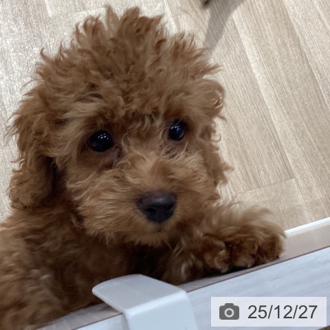 埼玉県のトイプードル(トイ) (ペットプラス ピオニウォーク東松山店/2025年9月25日生まれ/女の子/アプリコット)の子犬の3枚目の画像