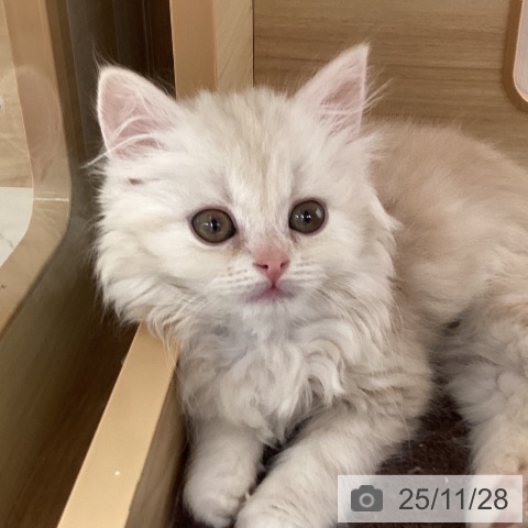 宮城県のスコティッシュフォールド (ペットプラス 名取店/2025年9月24日生まれ/女の子/クリームタビー)の子猫の4枚目の画像