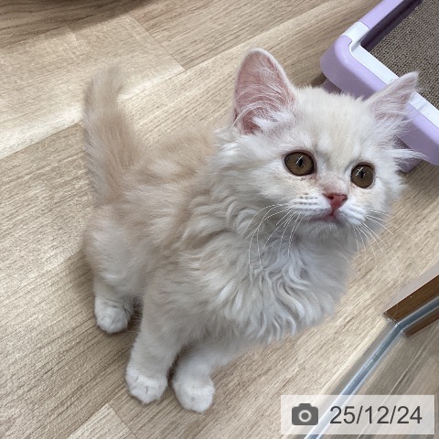 宮城県のスコティッシュフォールド (ペットプラス 名取店/2025年9月24日生まれ/女の子/クリームタビー)の子猫の4枚目の画像