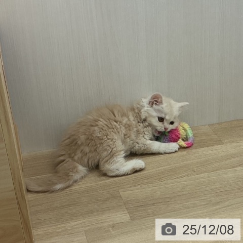 宮城県のスコティッシュフォールド (ペットプラス 名取店/2025年9月24日生まれ/女の子/クリームタビー)の子猫の3枚目の画像