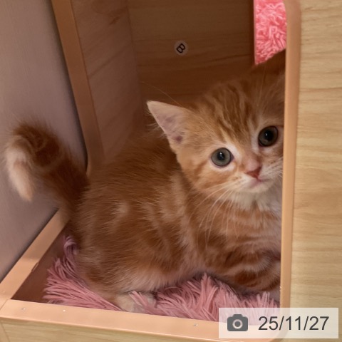 千葉県のスコティッシュフォールド (ペットプラス 幕張新都心店/2025年9月19日生まれ/女の子/レッドタビー)の子猫の4枚目の画像