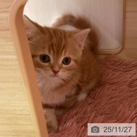 千葉県のスコティッシュフォールド (ペットプラス 幕張新都心店/2025年9月19日生まれ/女の子/レッドタビー)の子猫の3枚目の画像