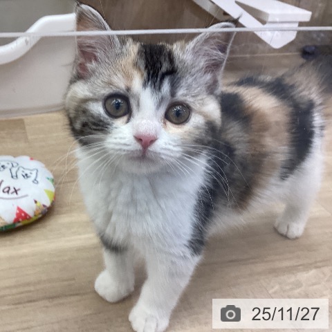 茨城県のスコティッシュフォールド (ペットプラス つくば店/2025年9月19日生まれ/女の子/キャリコ)の子猫の4枚目の画像