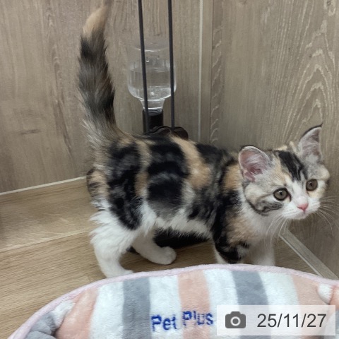茨城県のスコティッシュフォールド (ペットプラス つくば店/2025年9月19日生まれ/女の子/キャリコ)の子猫の3枚目の画像