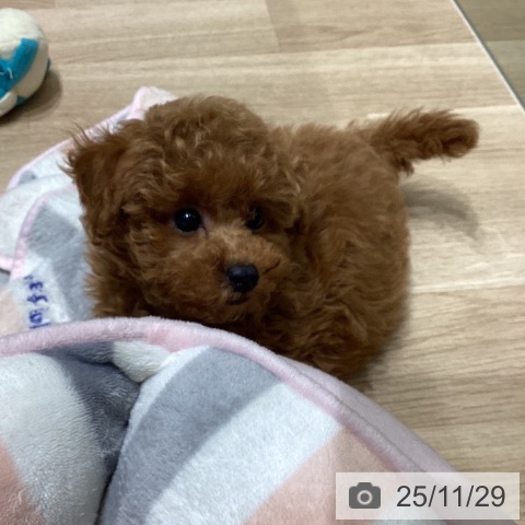 長野県のトイプードル(トイ) (ペットプラス 須坂店/2025年9月24日生まれ/男の子/レッド)の子犬の4枚目の画像