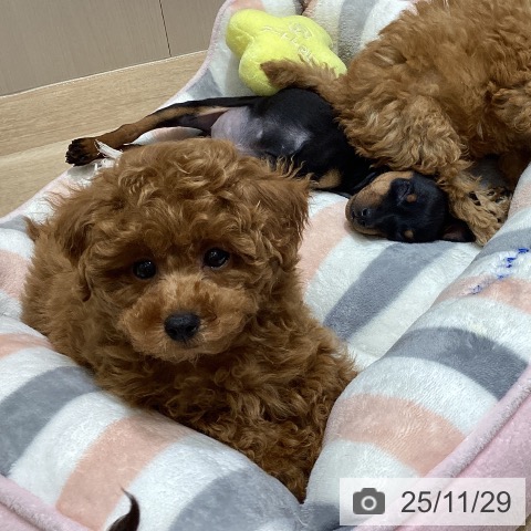 長野県のトイプードル(トイ) (ペットプラス 須坂店/2025年9月24日生まれ/男の子/レッド)の子犬の3枚目の画像