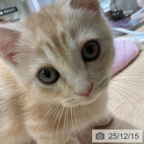 東京都のマンチカン (ペットプラス 立川高島屋S.C.店/2025年9月23日生まれ/男の子/クリームタビー)の子猫の4枚目の画像