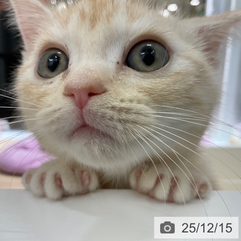 東京都のマンチカン (ペットプラス 立川高島屋S.C.店/2025年9月23日生まれ/男の子/クリームタビー)の子猫の3枚目の画像