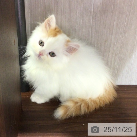 マンチカンの写真