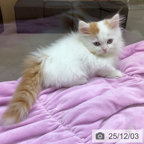 東京都のマンチカン (ペットプラス 日の出店/2025年9月21日生まれ/男の子/レッドタビーホワイト)の子猫の4枚目の画像