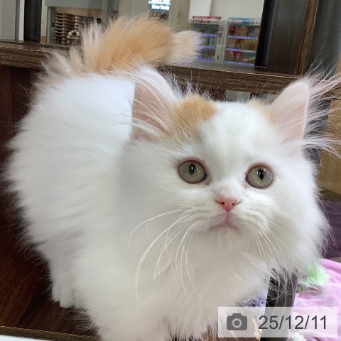 東京都のマンチカン (ペットプラス 日の出店/2025年9月21日生まれ/男の子/レッドタビーホワイト)の子猫の3枚目の画像