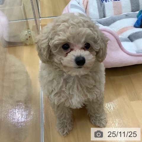 トイ・プードルの写真