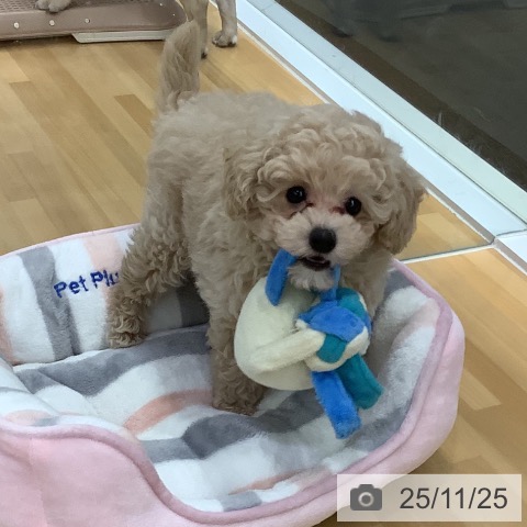 トイ・プードルの写真