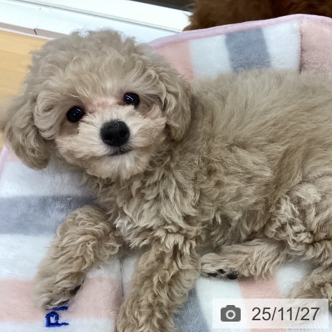 トイ・プードルの写真