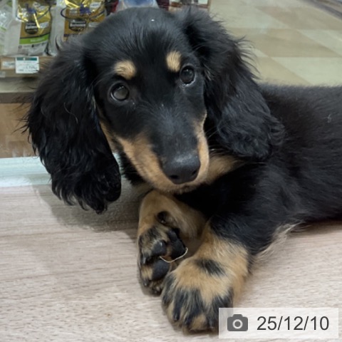 長野県のミニチュアダックスフンド(ロング) (ペットプラス 長野店/2025年9月21日生まれ/男の子/ブラックタン)の子犬の4枚目の画像