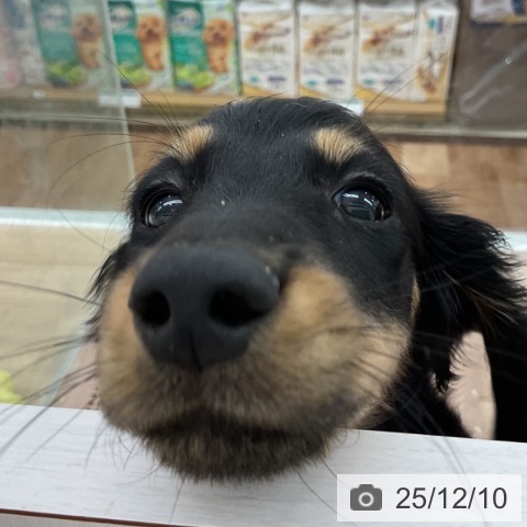 長野県のミニチュアダックスフンド(ロング) (ペットプラス 長野店/2025年9月21日生まれ/男の子/ブラックタン)の子犬の3枚目の画像