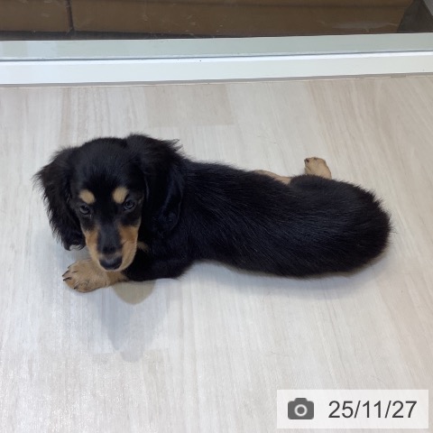 ミニチュア・ダックスフンドの写真