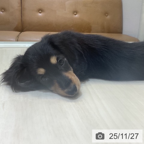 ミニチュア・ダックスフンドの写真