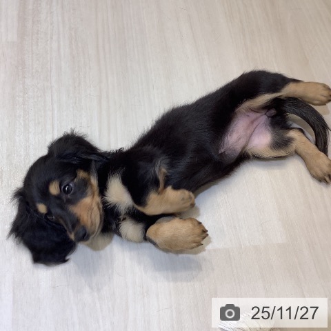 ミニチュア・ダックスフンドの写真