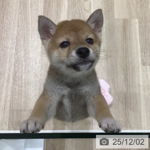 岩手県の柴犬(標準サイズ) (ペットプラス 盛岡南店/2025年9月25日生まれ/男の子/赤)の子犬の4枚目の画像