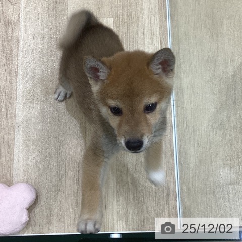 岩手県の柴犬(標準サイズ) (ペットプラス 盛岡南店/2025年9月25日生まれ/男の子/赤)の子犬の3枚目の画像