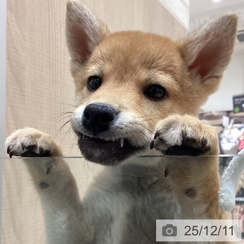 埼玉県の柴犬(標準サイズ) (ペットプラス ららぽーと富士見店/2025年9月25日生まれ/男の子/赤)の子犬の3枚目の画像
